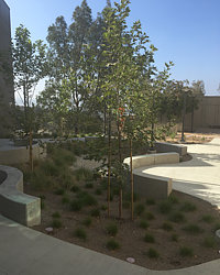 Crafton Hills College Landscape