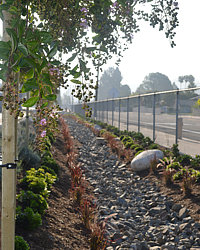 Foothill High School Landscape