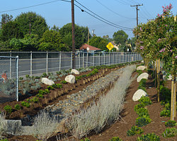 Foothill High School Landscaping